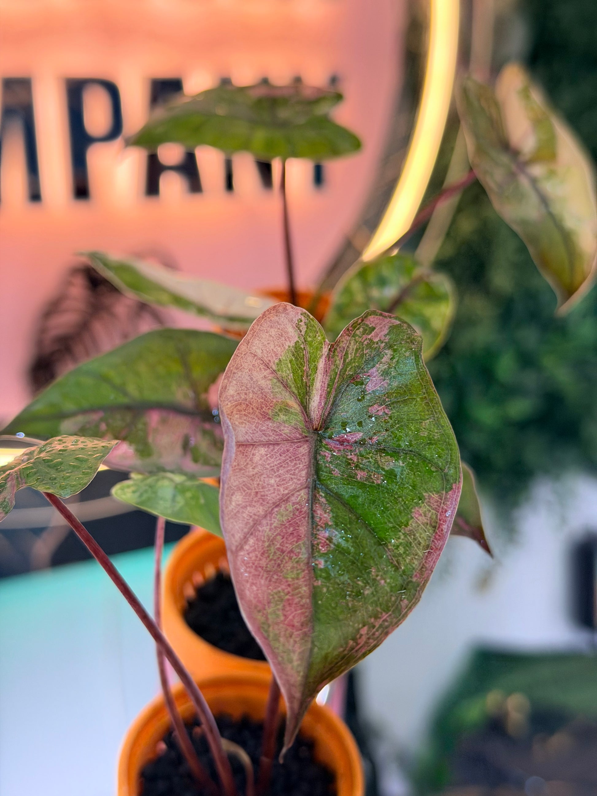 Alocasia 'Plumbea' Nigra Pink Variegated, dusky rose sectors and deep pink veining on dark foliage