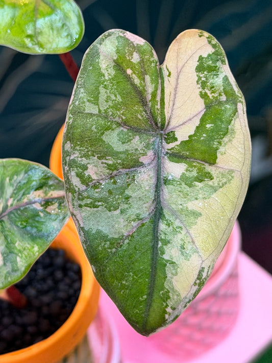 Alocasia 'Plumbea' Nigra Pink Variegated, dusky rose sectors and deep pink veining on dark foliage