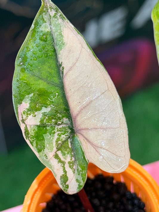 Alocasia 'Plumbea' Nigra Pink Variegated, dusky rose sectors and deep pink veining on dark foliage