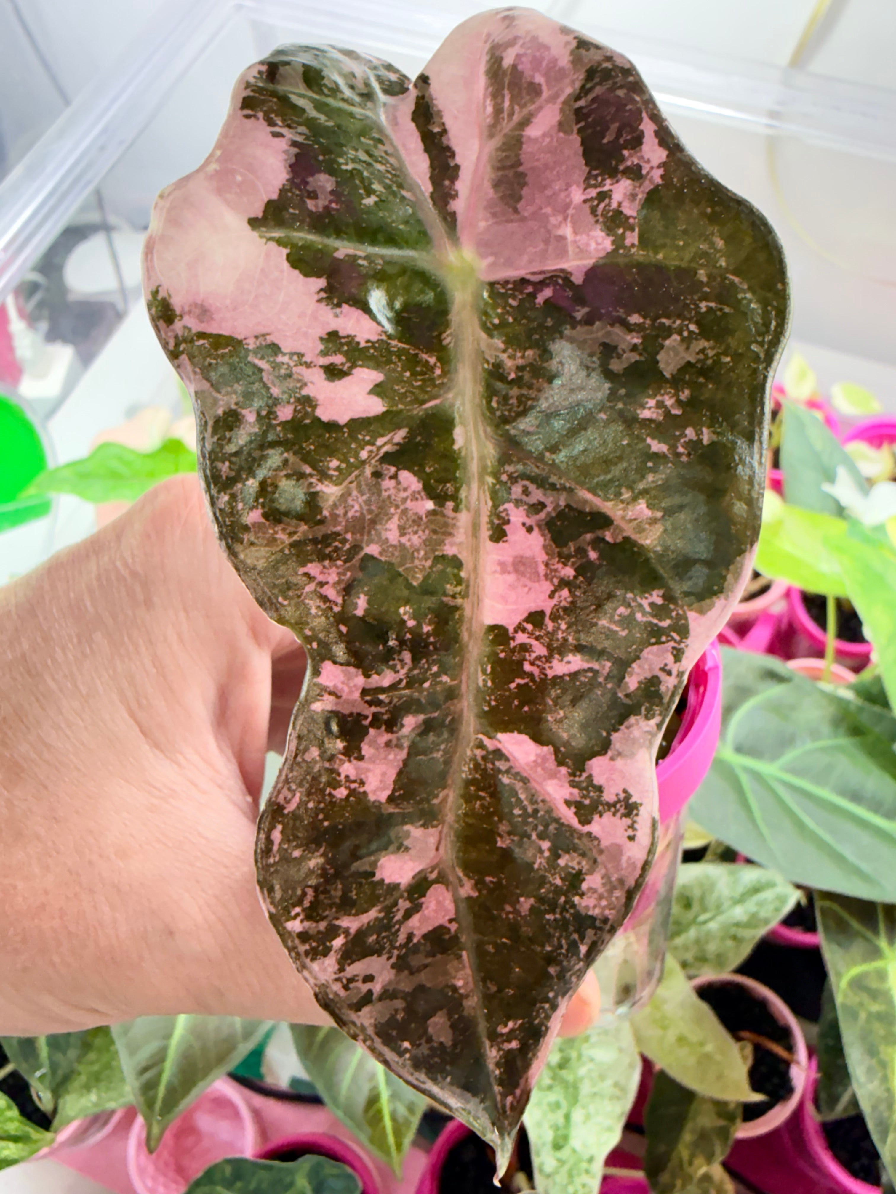 Alocasia 'Amazonica' Pink Variegated, blush-pink marbling on arrow-shaped leaves with bold white veins