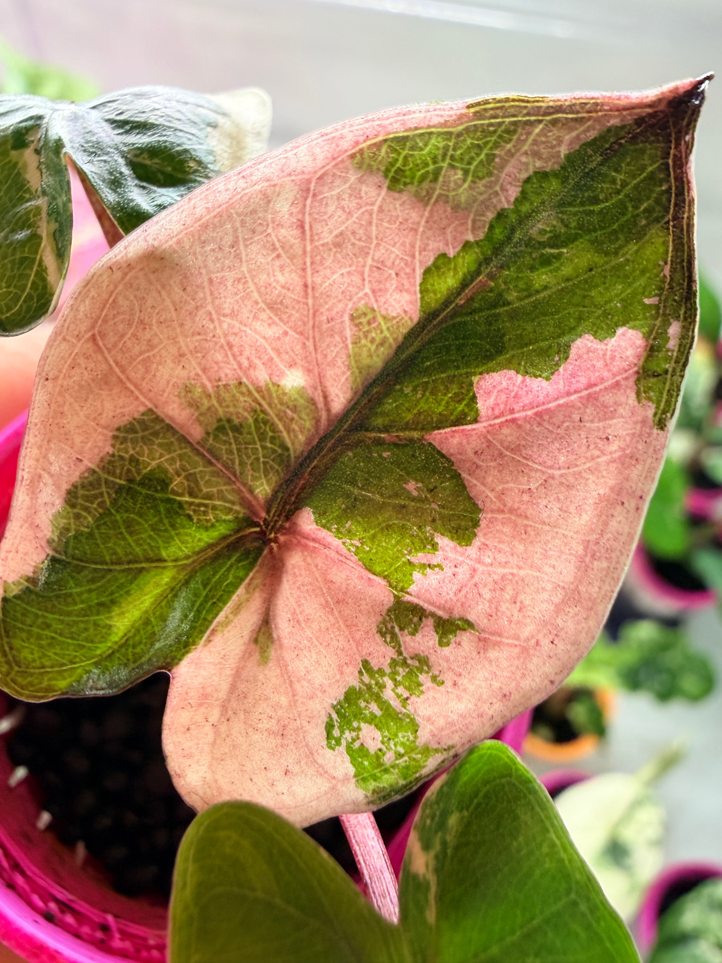 Alocasia 'Yucatan Princess' Pink Variegated, soft pink and creamy white marbling on large glossy leaves