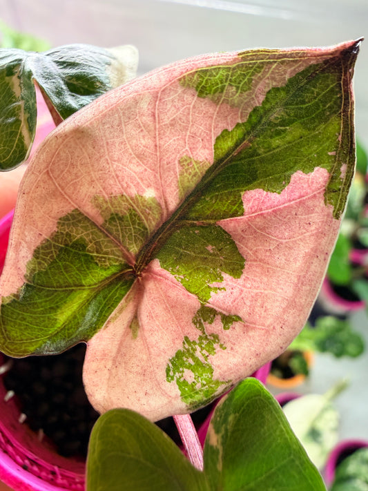 Alocasia 'Yucatan Princess' Pink Variegated, soft pink and creamy white marbling on large glossy leaves