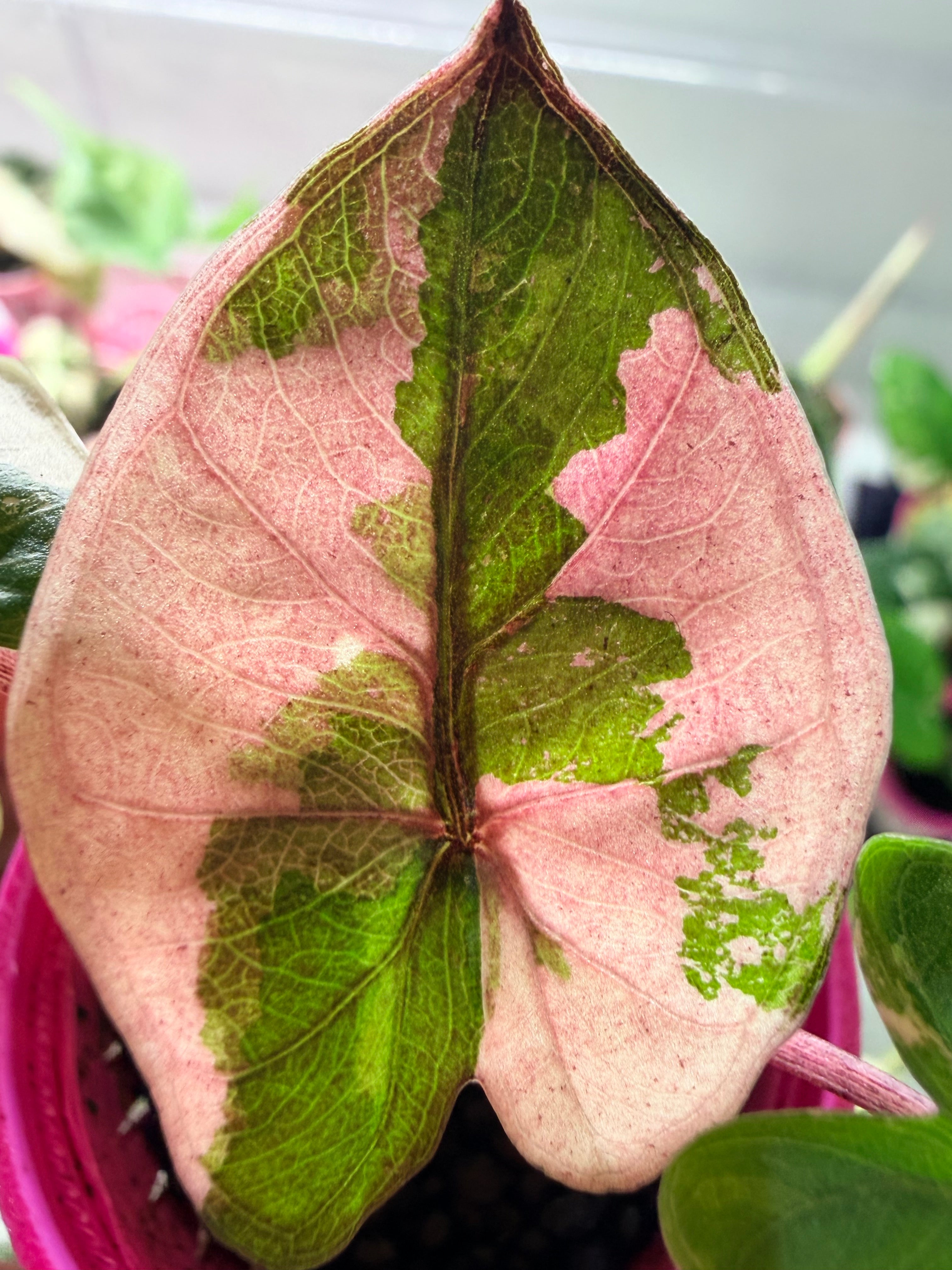 Alocasia 'Yucatan Princess' Pink Variegated, soft pink and creamy white marbling on large glossy leaves