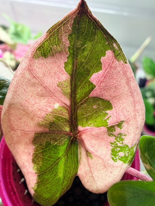 Alocasia 'Yucatan Princess' Pink Variegated, soft pink and creamy white marbling on large glossy leaves