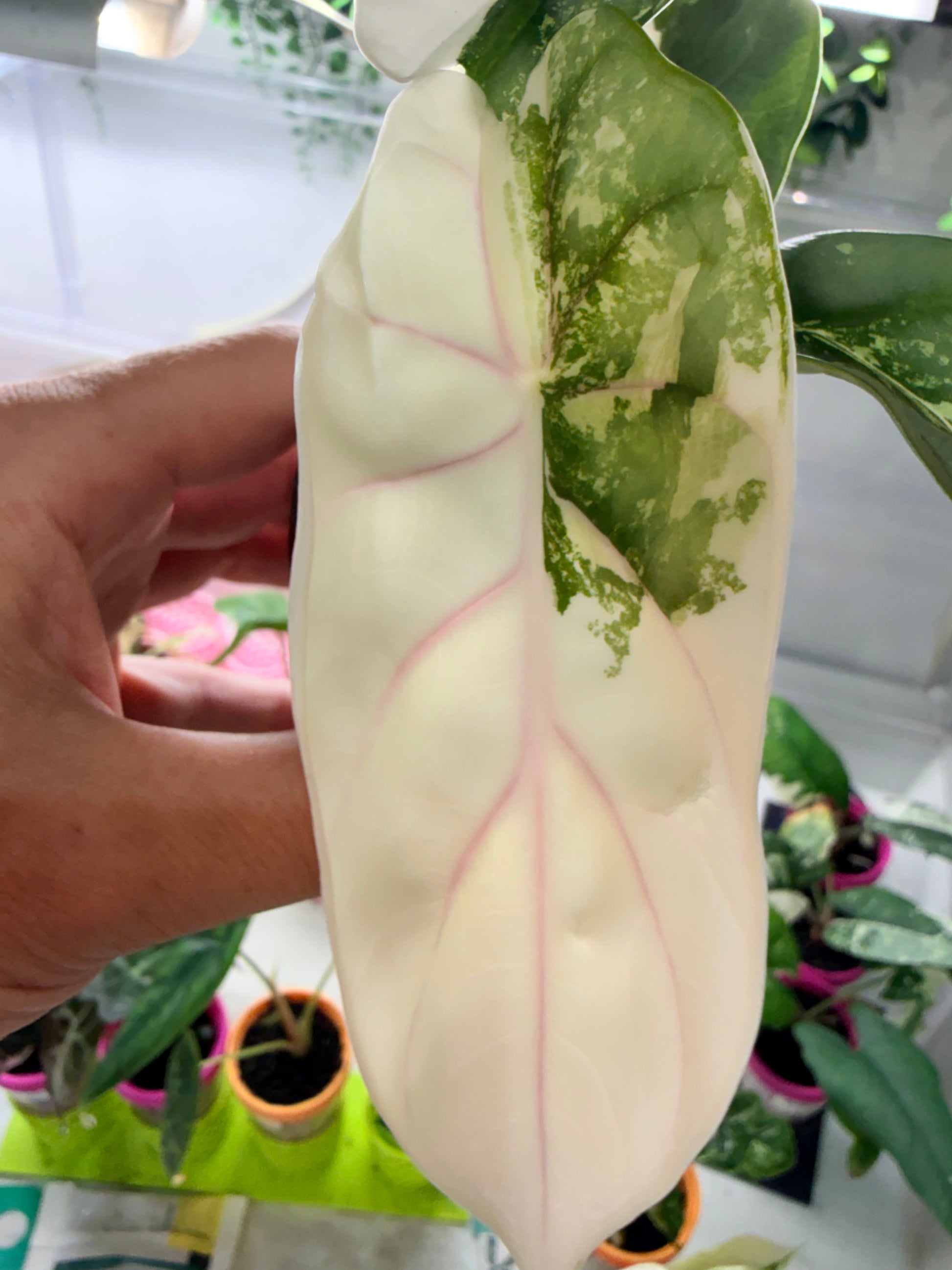 Alocasia baginda 'Silver Dragon' Albo, quilted silvery mint leaves with cream-white sectors