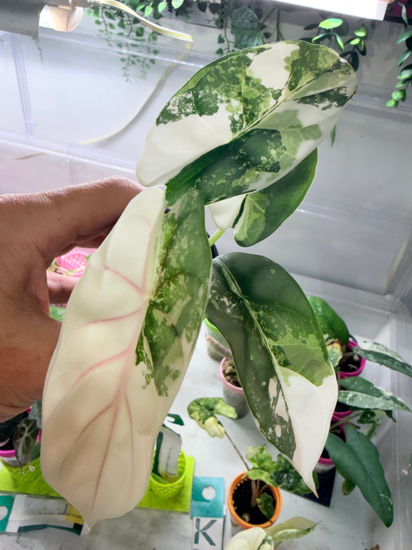 Alocasia baginda 'Silver Dragon' Albo, quilted silvery mint leaves with cream-white sectors