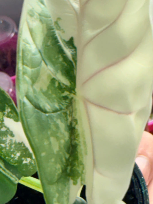 Alocasia baginda 'Silver Dragon' Albo, quilted silvery mint leaves with cream-white sectors