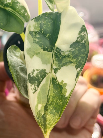 Alocasia baginda 'Silver Dragon' Albo, quilted silvery mint leaves with cream-white sectors