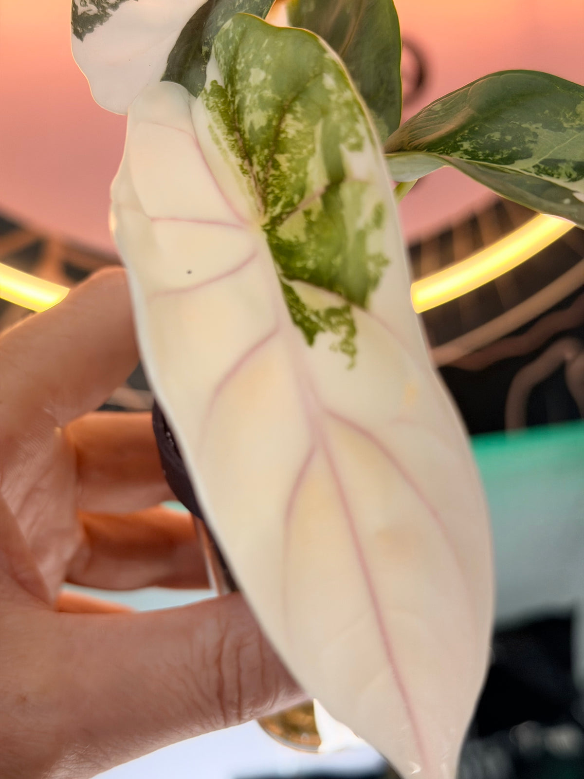 Alocasia baginda 'Silver Dragon' Albo, quilted silvery mint leaves with cream-white sectors