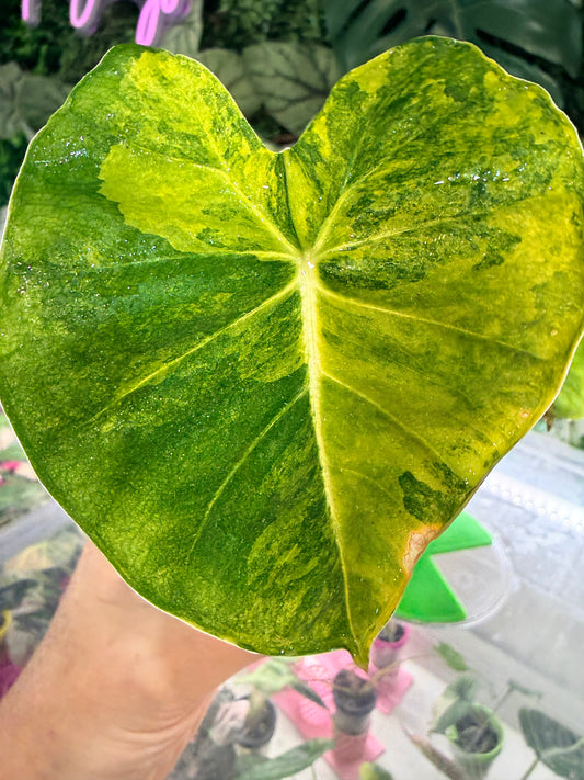 Alocasia 'Frydek' Dorayaki Aurea Variegated, marbled gold on deep velvet green round-form leaves