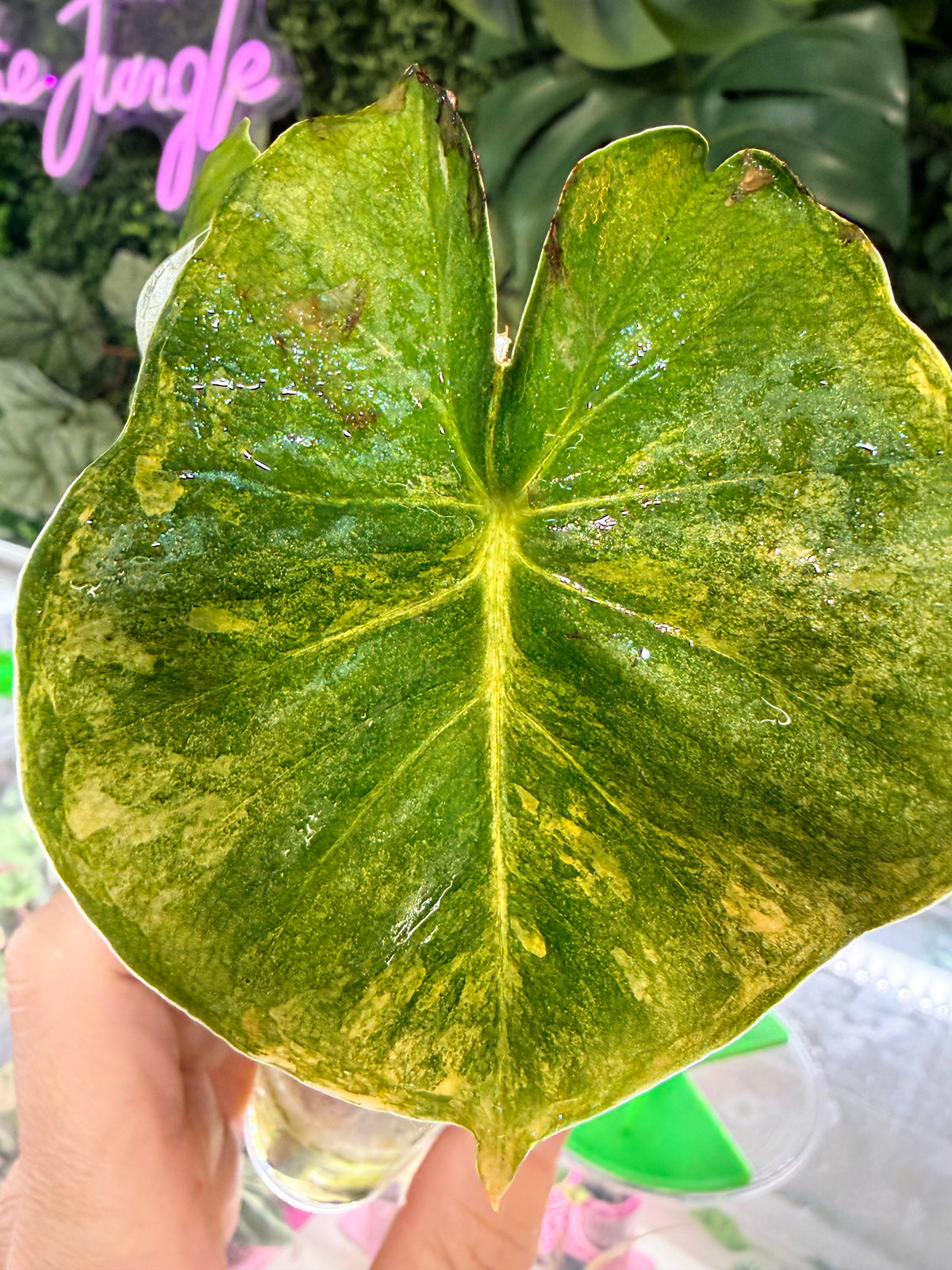 Alocasia 'Frydek' Dorayaki Aurea Variegated, marbled gold on deep velvet green round-form leaves
