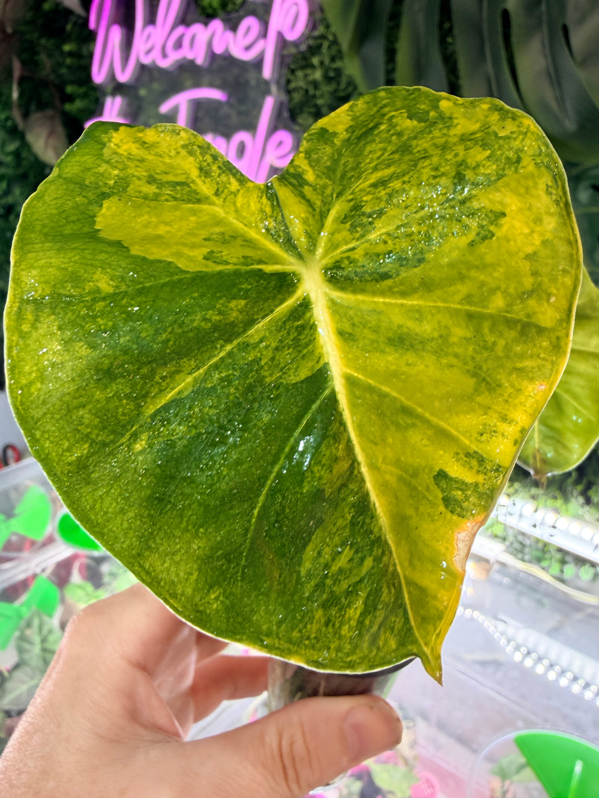 Alocasia 'Frydek' Dorayaki Aurea Variegated, marbled gold on deep velvet green round-form leaves