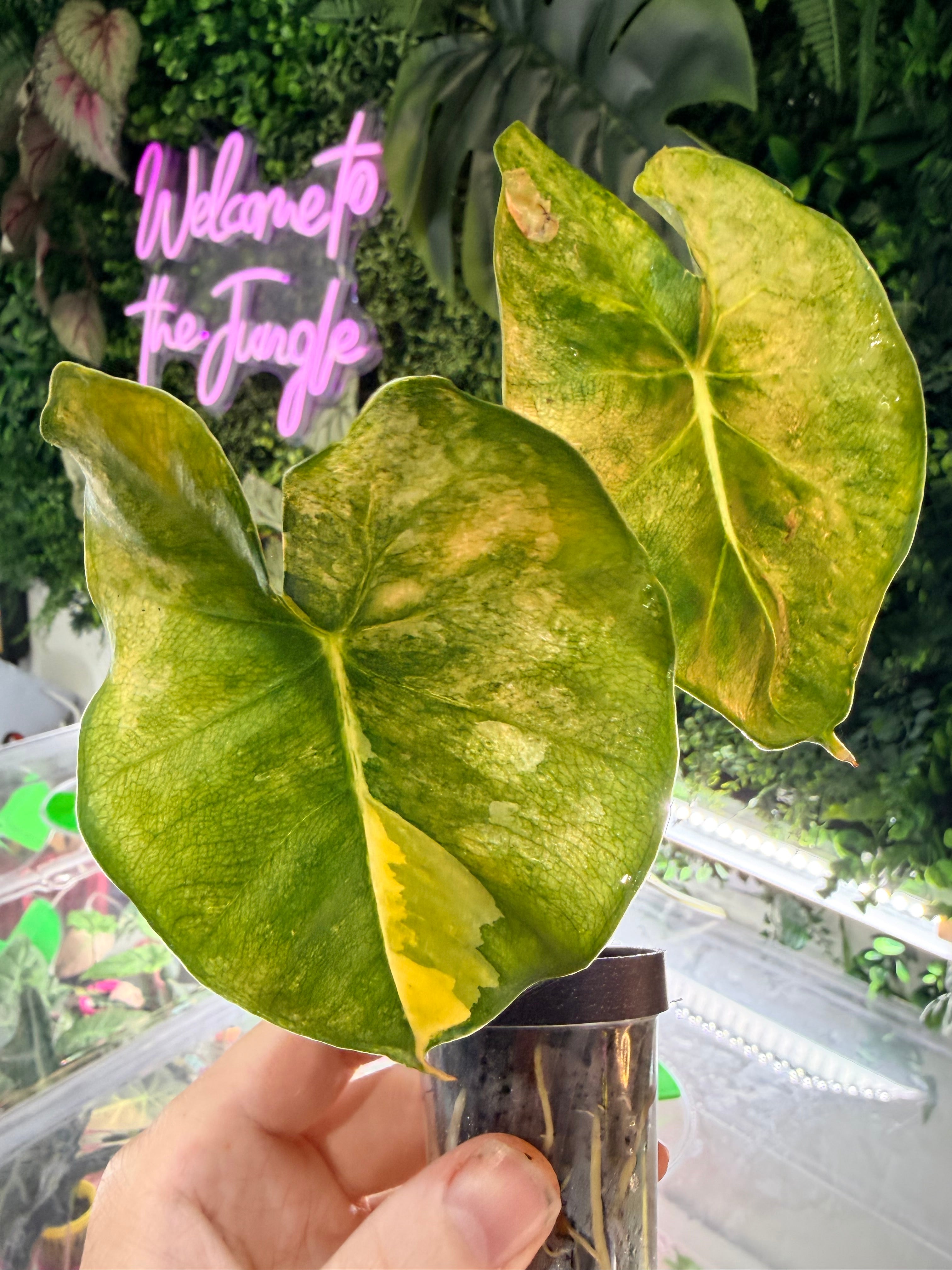 Alocasia 'Frydek' Dorayaki Aurea Variegated, marbled gold on deep velvet green round-form leaves