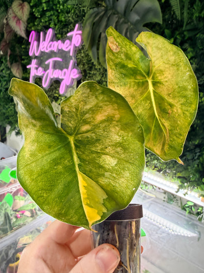 Alocasia 'Frydek' Dorayaki Aurea Variegated, marbled gold on deep velvet green round-form leaves