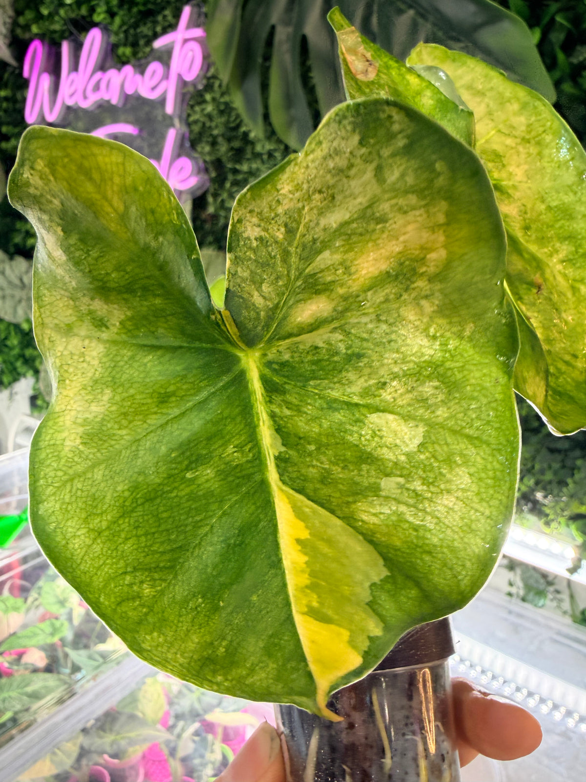 Alocasia 'Frydek' Dorayaki Aurea Variegated, marbled gold on deep velvet green round-form leaves