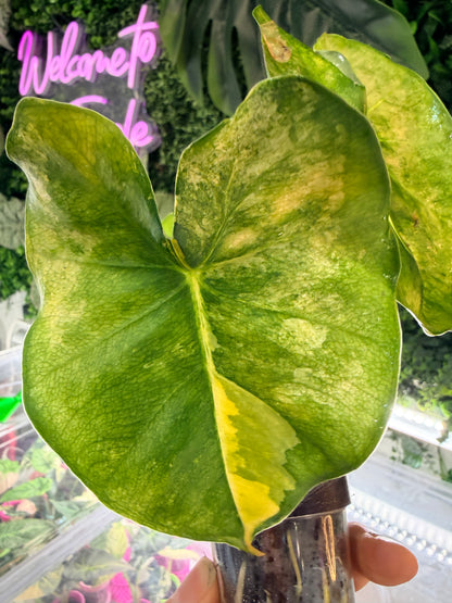 Alocasia 'Frydek' Dorayaki Aurea Variegated, marbled gold on deep velvet green round-form leaves