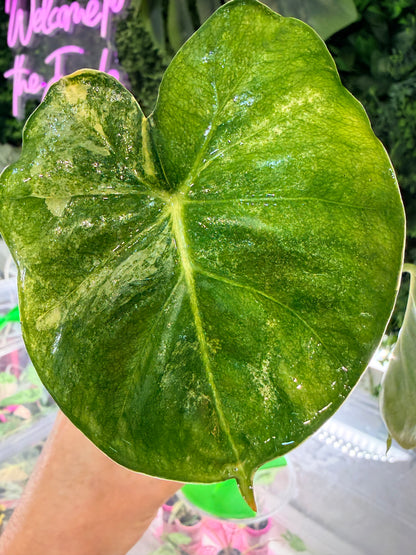 Alocasia 'Frydek' Dorayaki Aurea Variegated, marbled gold on deep velvet green round-form leaves