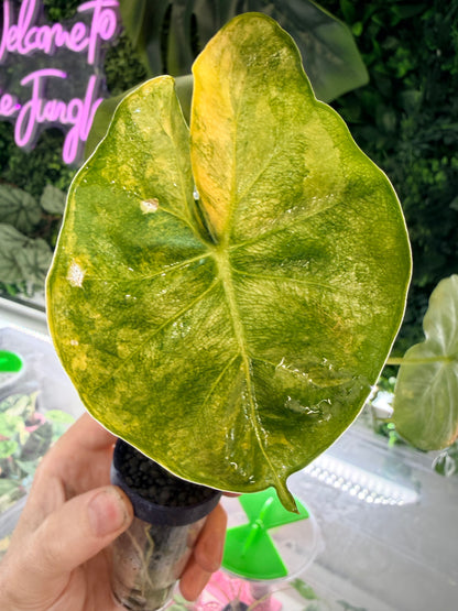 Alocasia 'Frydek' Dorayaki Aurea Variegated, marbled gold on deep velvet green round-form leaves