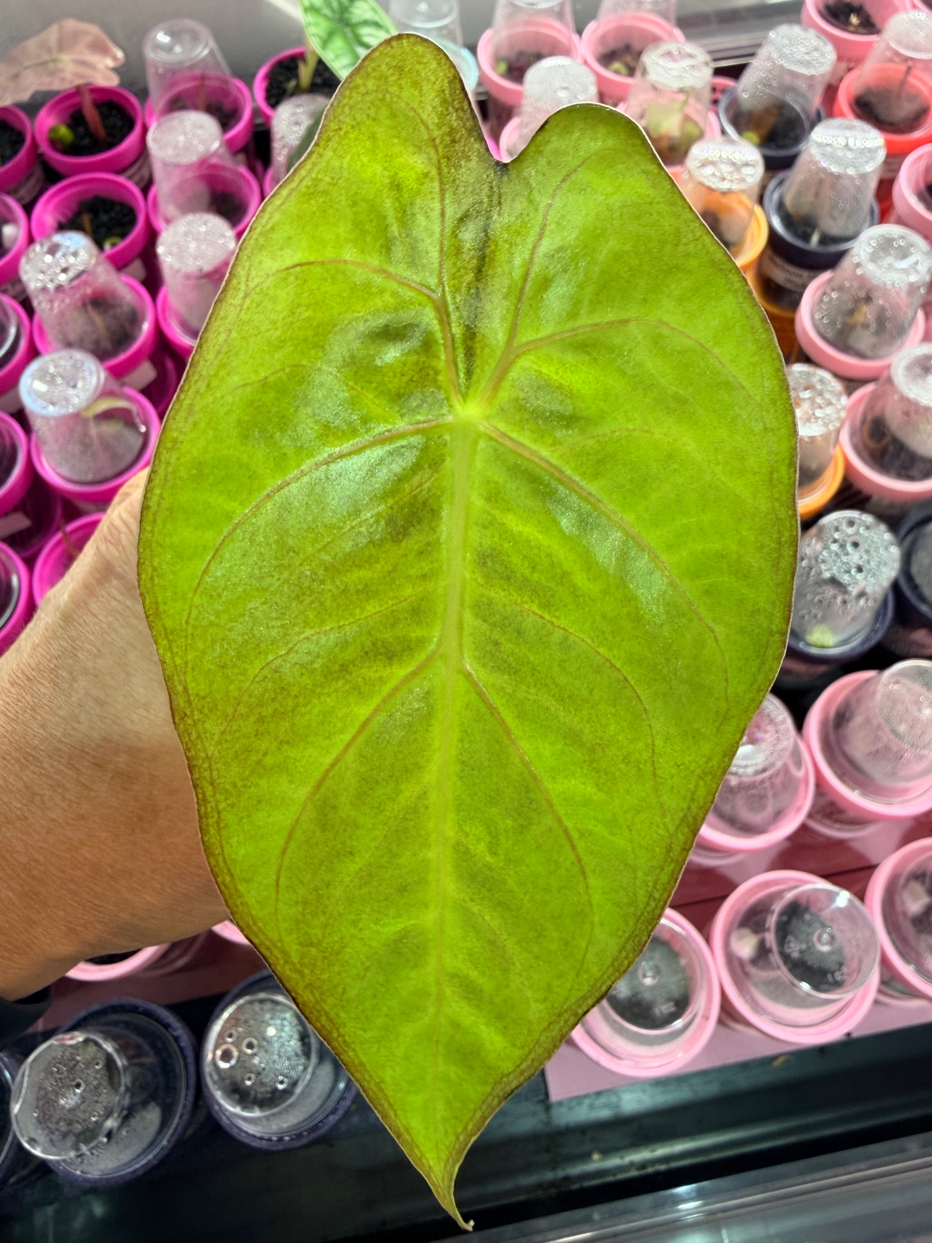 Alocasia lowii Aurea Variegated, warm peach and butter marbling on lobed arrowhead leaves
