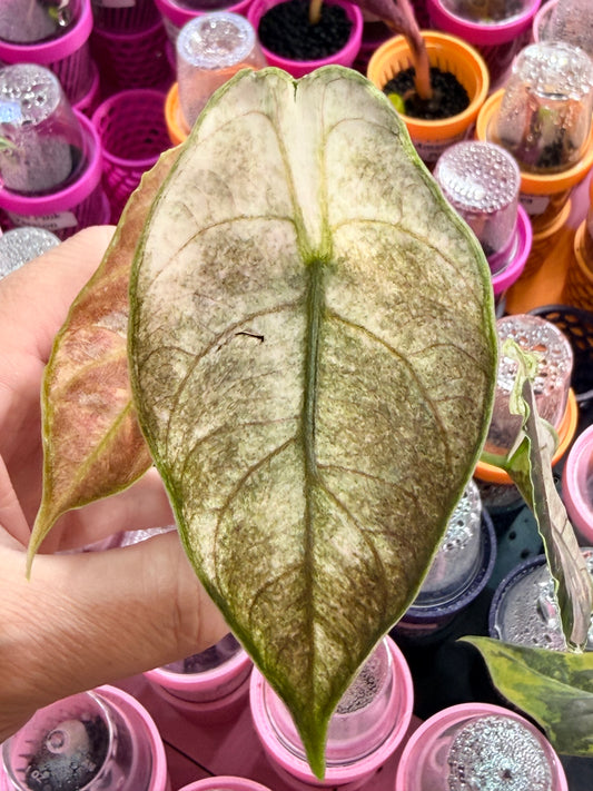 Alocasia azlanii Albo Pink Variegated, pink and white variegation on peltate glabrous leaves