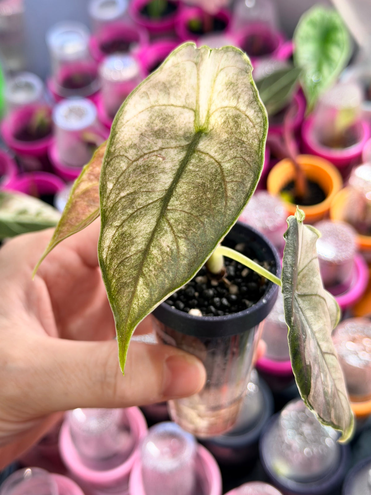 Alocasia azlanii Albo Pink Variegated, pink and white variegation on peltate glabrous leaves