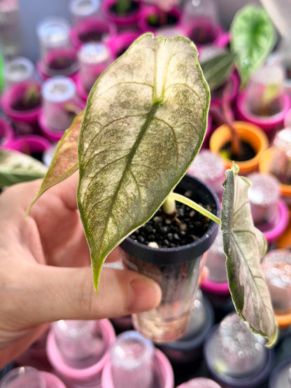 Alocasia azlanii Albo Pink Variegated, pink and white variegation on peltate glabrous leaves