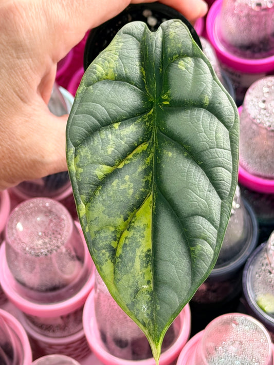 Alocasia baginda 'Silver Dragon' Aurea, yellow variegation over a metallic silvery blue-green base