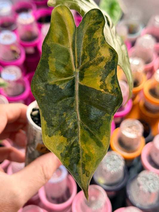 ALOCASIA PSEUDOSANDERIANA AUREA VARIEGATED