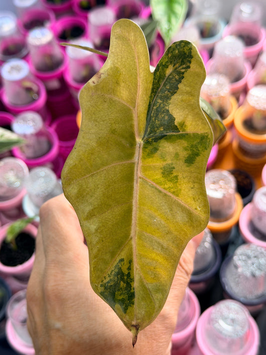 ALOCASIA PSEUDOSANDERIANA AUREA VARIEGATED