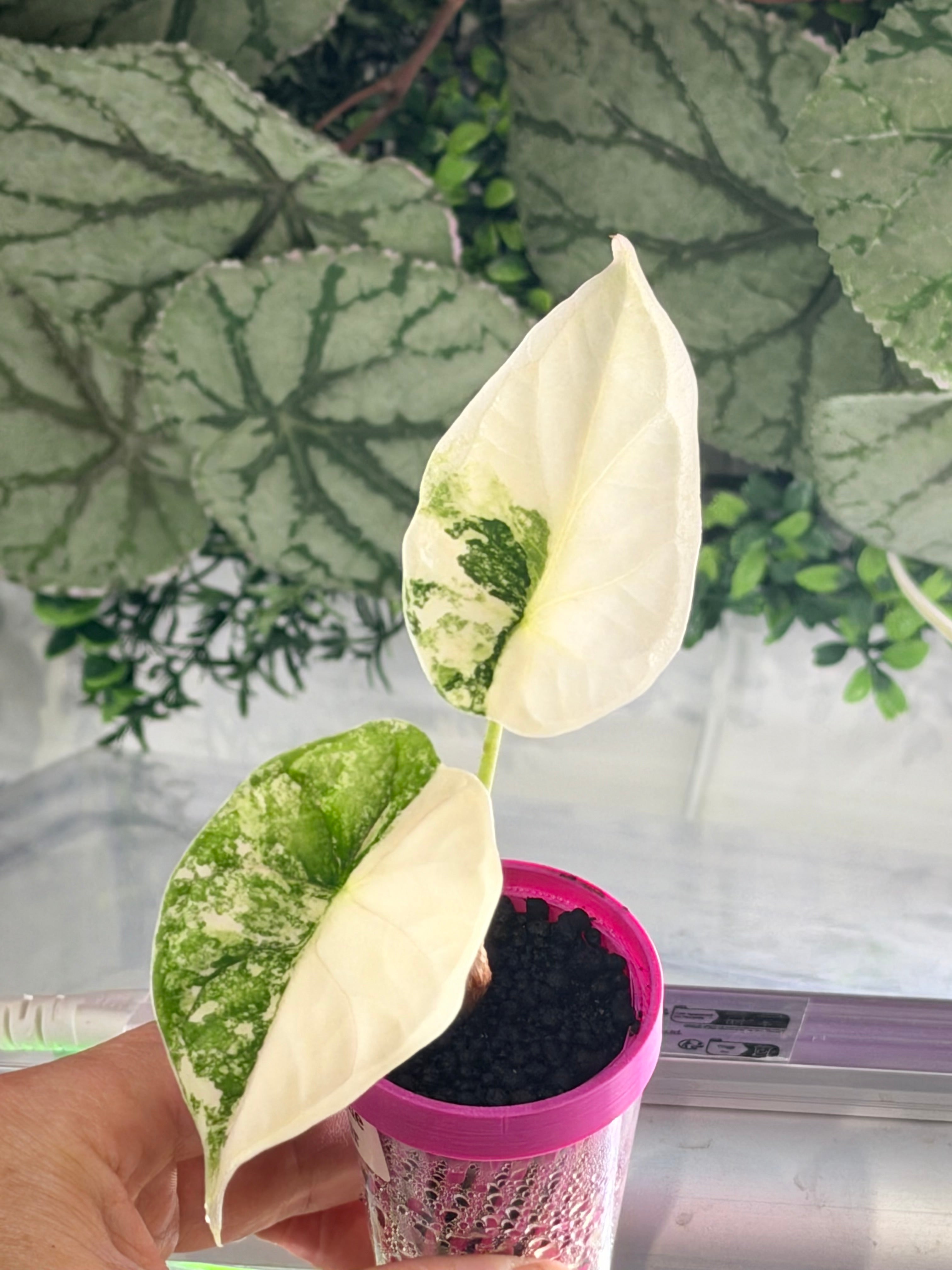 Alocasia baginda 'Dragon Scale' Tri-Colour, cream albo, golden aurea and pink on quilted leaves