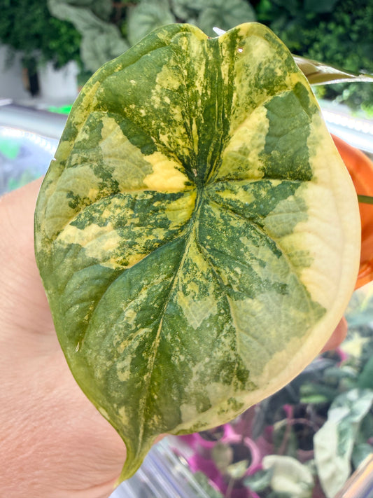 Alocasia baginda 'Dragon Scale' Bright Aurea, near-neon yellow and bright green on scale-textured leaves