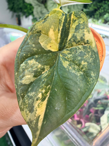 Alocasia baginda 'Dragon Scale' Bright Aurea, near-neon yellow and bright green on scale-textured leaves
