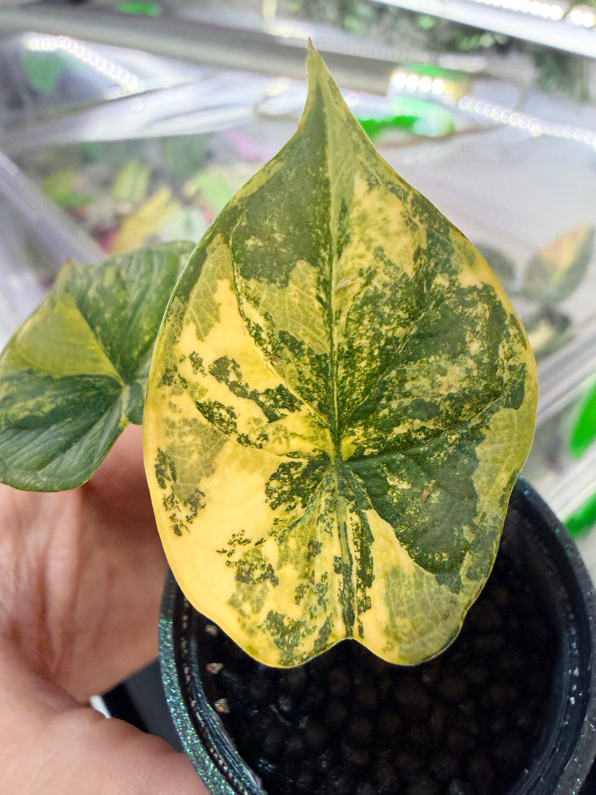 Alocasia baginda 'Dragon Scale' Bright Aurea, near-neon yellow and bright green on scale-textured leaves