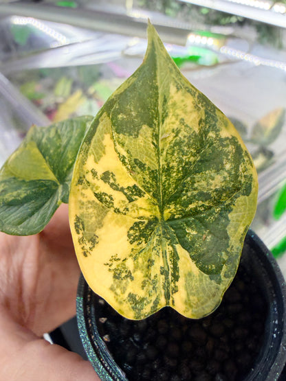 Alocasia baginda 'Dragon Scale' Bright Aurea, near-neon yellow and bright green on scale-textured leaves