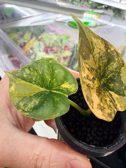 Alocasia baginda 'Dragon Scale' Bright Aurea, near-neon yellow and bright green on scale-textured leaves