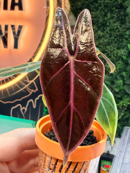 Alocasia Black Satun Pink Bone, near-black leaves with pink midrib and vein expression