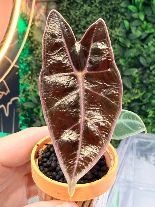 Alocasia Black Satun Pink Bone, near-black leaves with pink midrib and vein expression