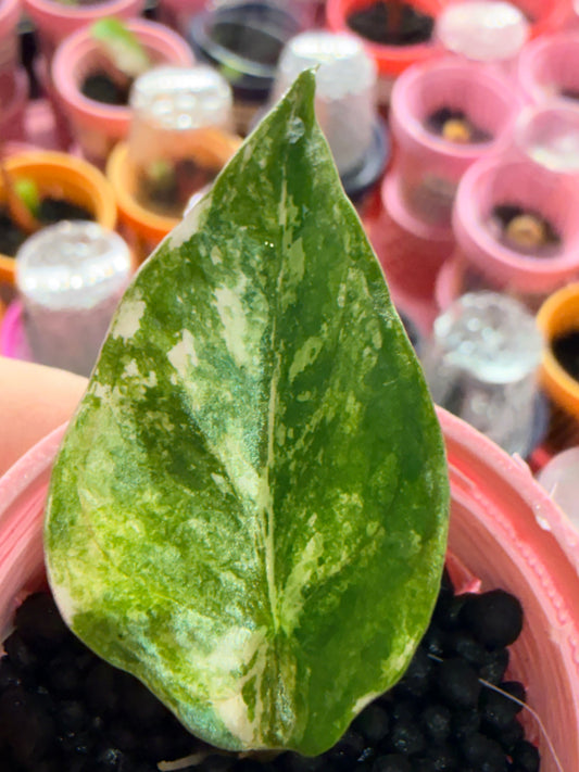 Alocasia reginae Pink Variegated, soft pink marbled on silver-green velvet foliage