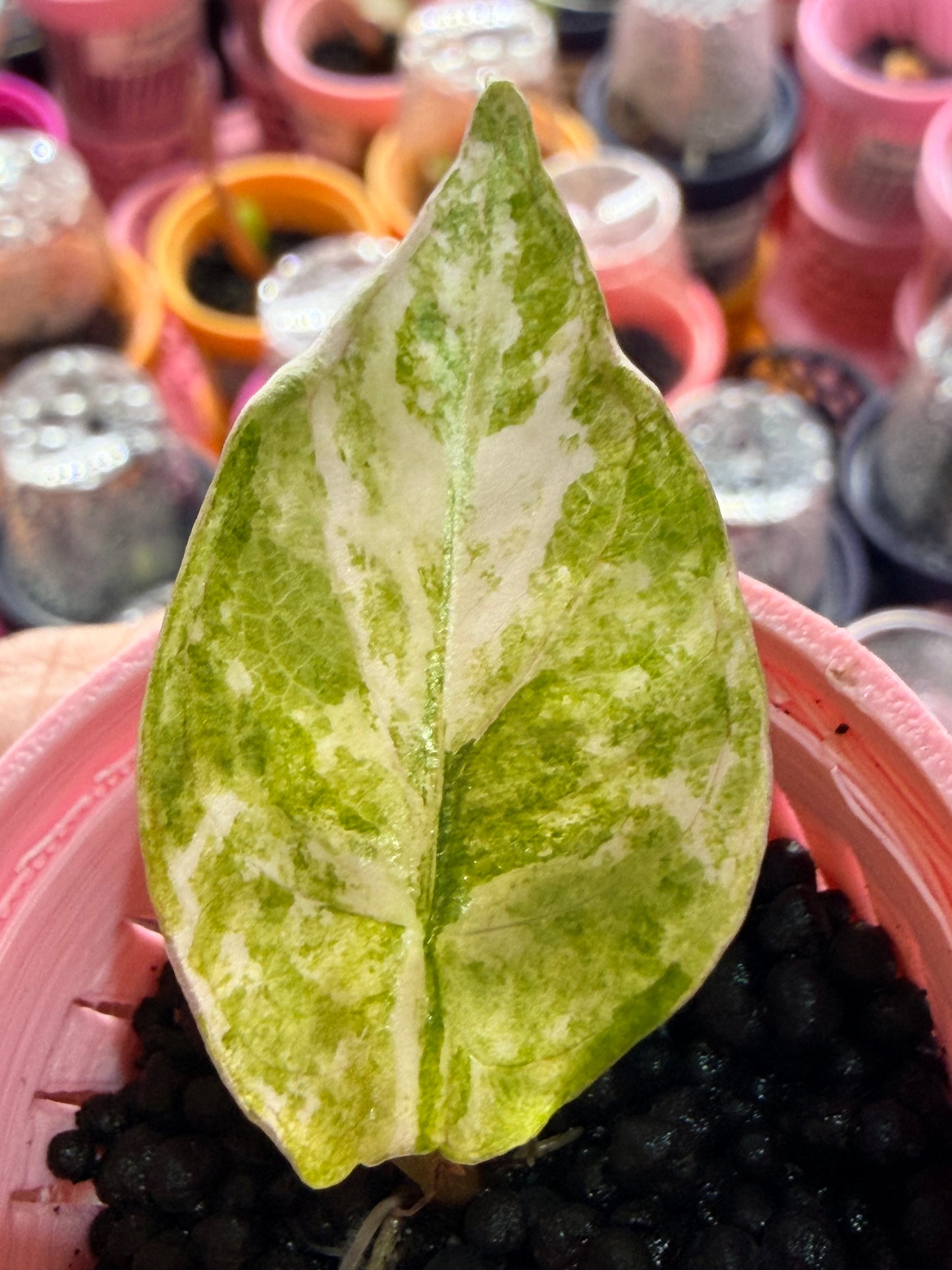 Alocasia reginae Pink Variegated, soft pink marbled on silver-green velvet foliage