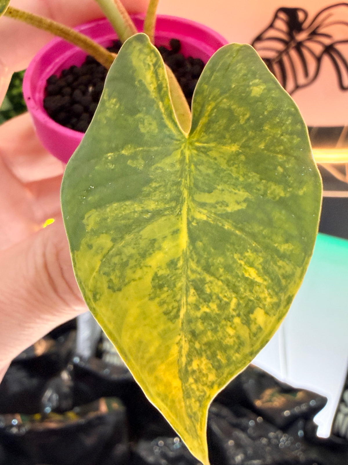ALOCASIA REGINAE SILVER AUREA VARIEGATED