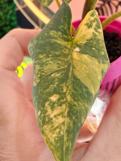 ALOCASIA REGINAE SILVER AUREA VARIEGATED