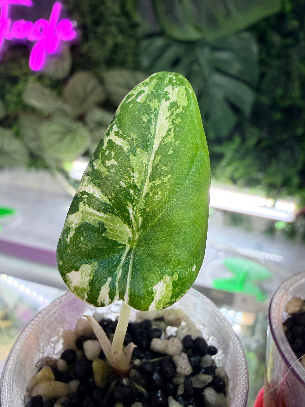 ALOCASIA MAHARANI ALBO VARIEGATED