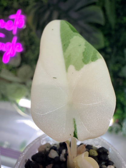 ALOCASIA MAHARANI ALBO VARIEGATED