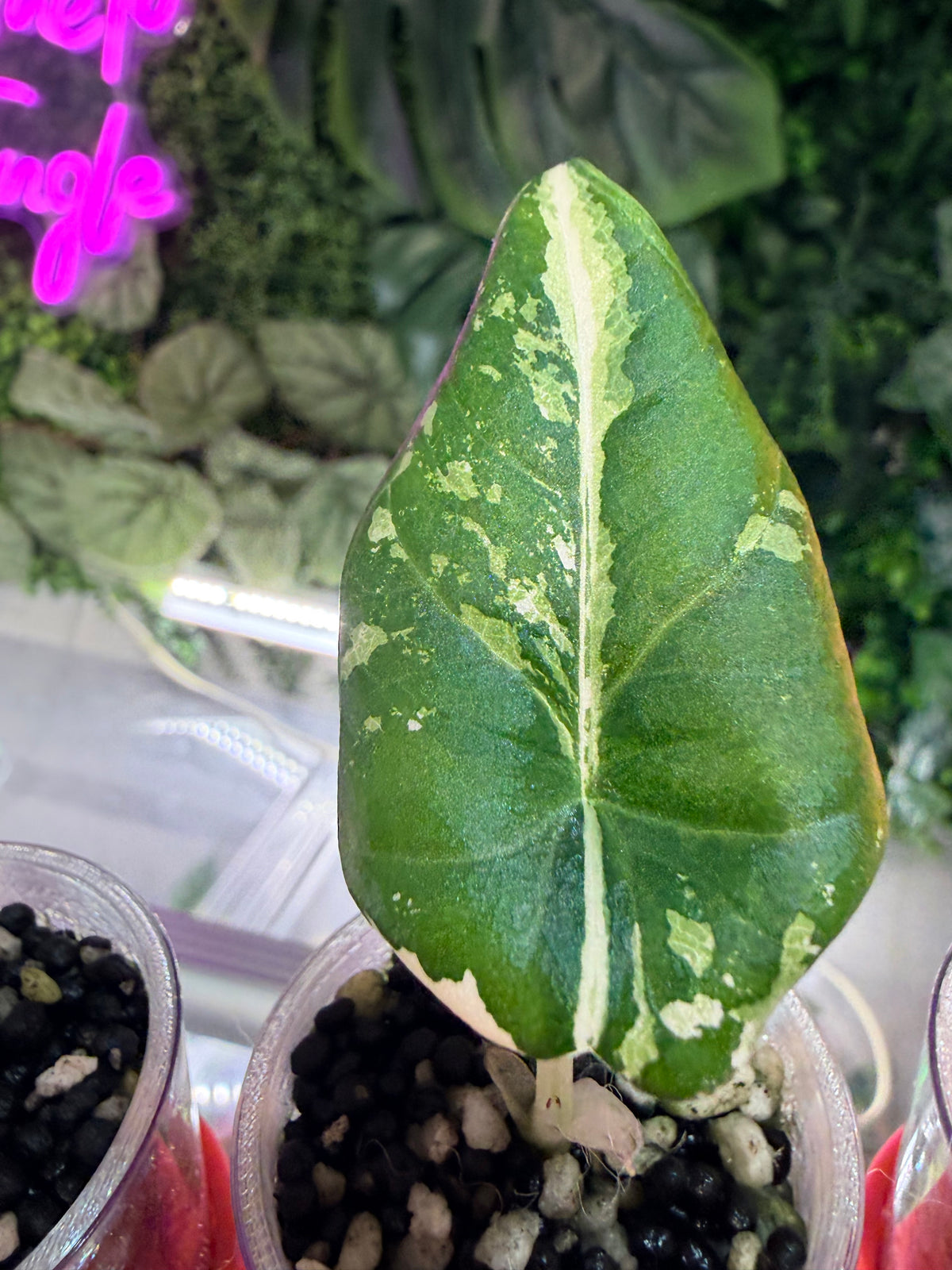ALOCASIA MAHARANI ALBO VARIEGATED