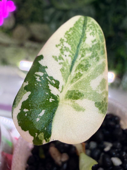 ALOCASIA MAHARANI ALBO VARIEGATED