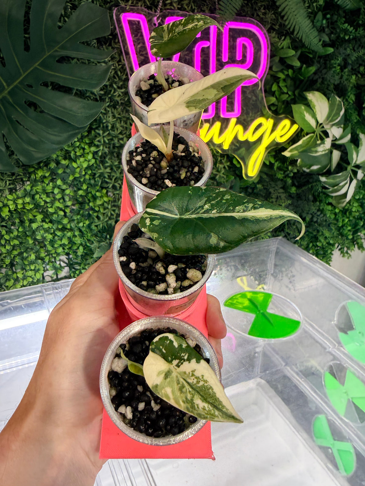 ALOCASIA MAHARANI ALBO VARIEGATED