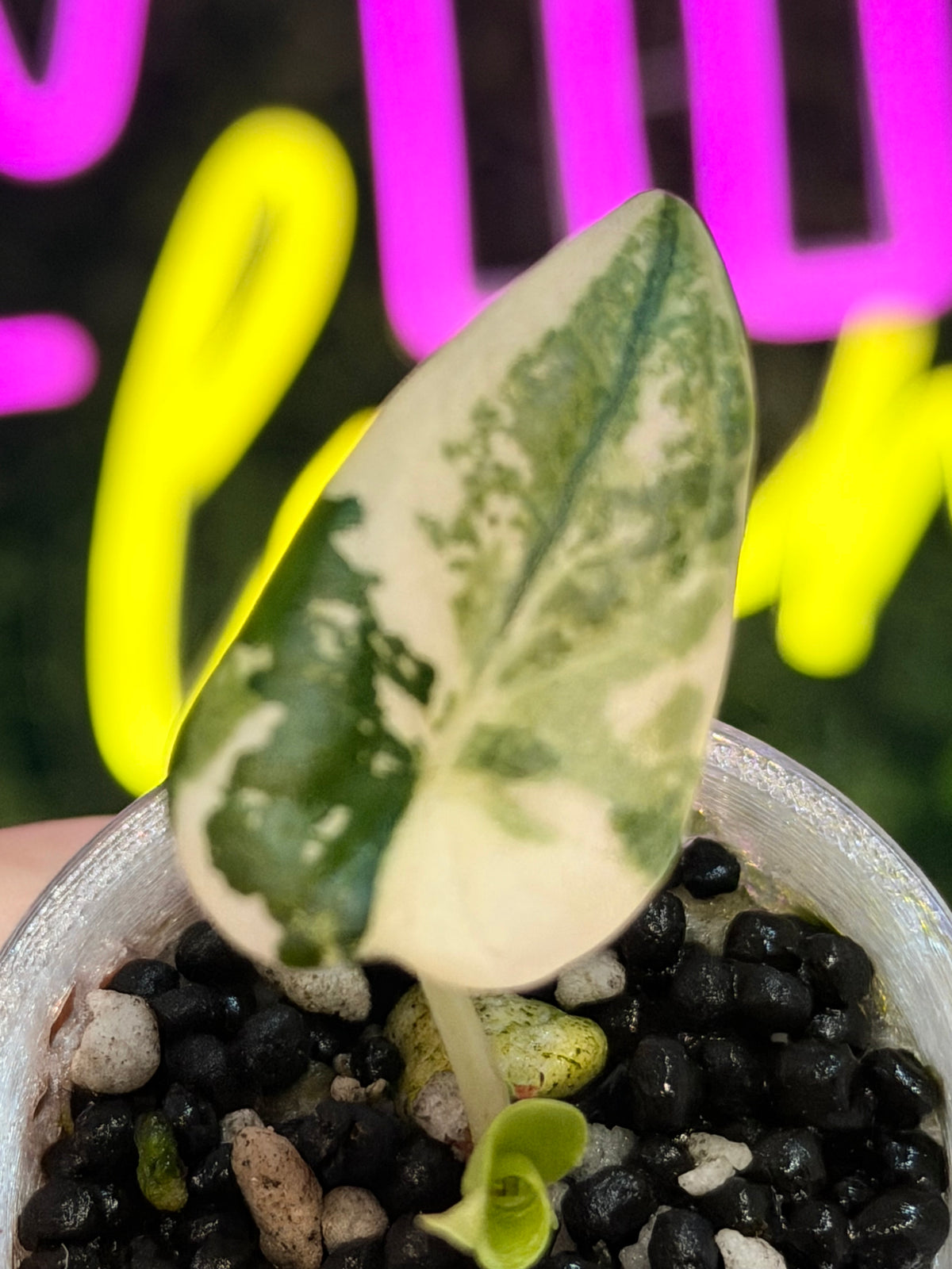 ALOCASIA MAHARANI ALBO VARIEGATED