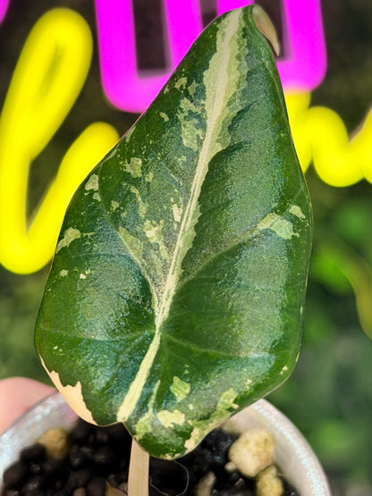 ALOCASIA MAHARANI ALBO VARIEGATED