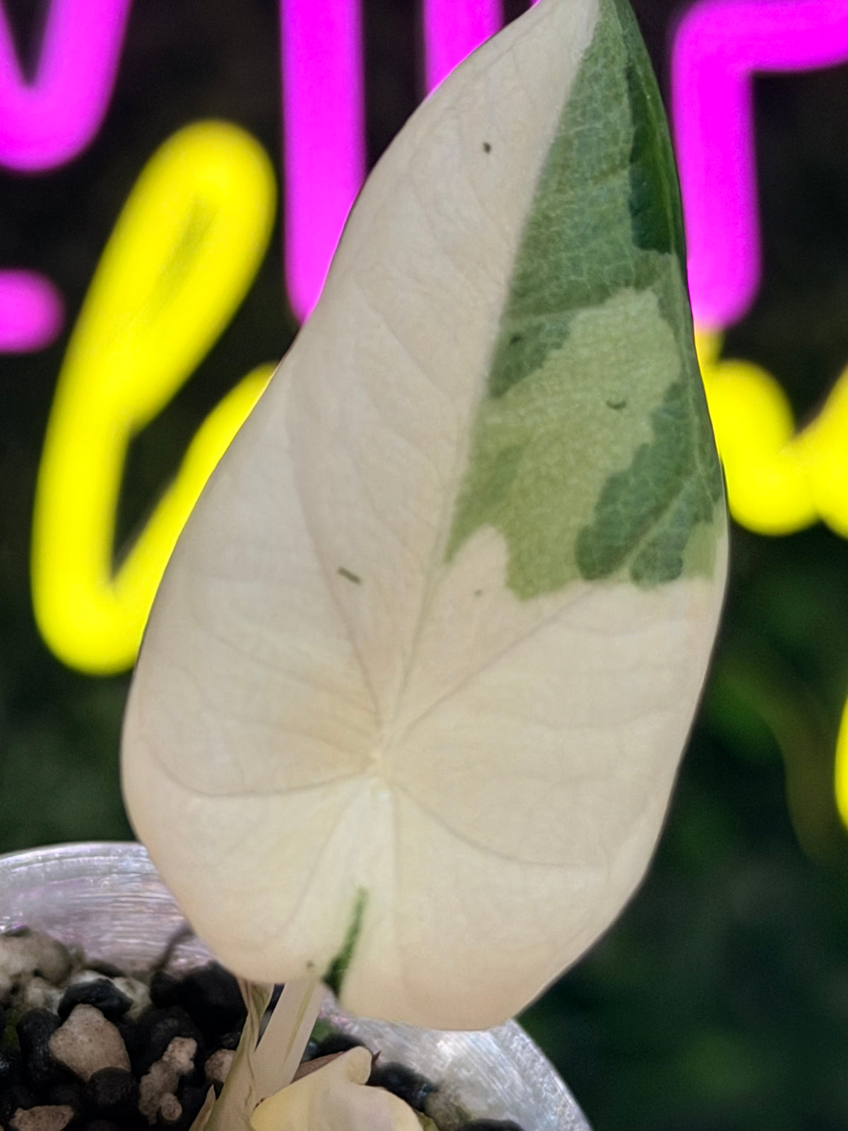 ALOCASIA MAHARANI ALBO VARIEGATED
