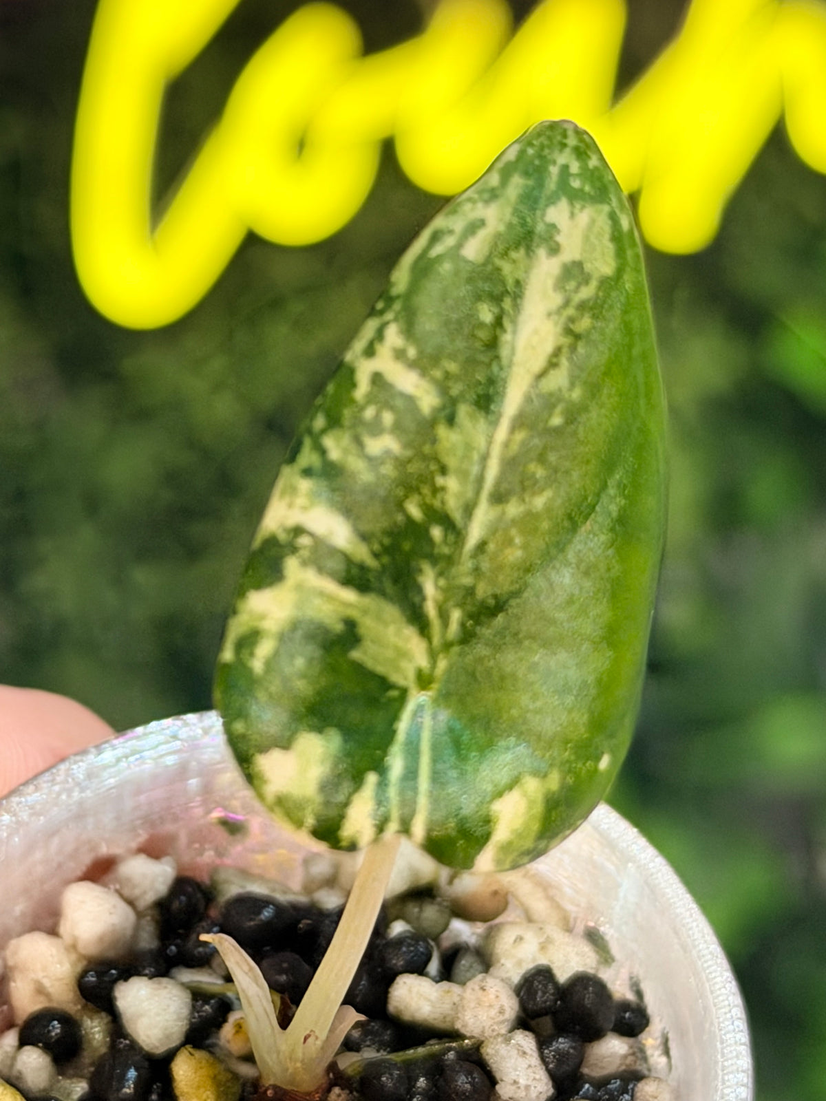 ALOCASIA MAHARANI ALBO VARIEGATED